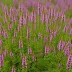 Calluna vulgaris 'Nana Compacta'