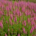 Calluna vulgaris 'Red Favorit'