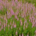 Calluna vulgaris 'Schurig's Sensation'