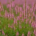 Calluna vulgaris 'Flamingo'