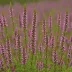 Calluna vulgaris 'Ruth Sparkes'