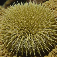 Centrostephanus tenuispinus