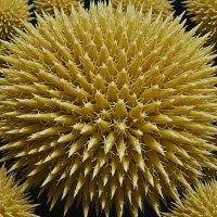 Centrostephanus sylviae