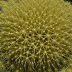 Colobocentrotus mertensii
