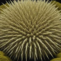 Chondrocidaris gigantea
