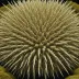 Chondrocidaris gigantea