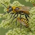 Coelioxys rufitarsis