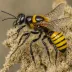 Coelioxys octodentata