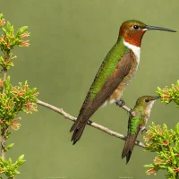 Cinnamon-sided Hummingbird