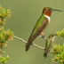 Cinnamon-sided Hummingbird
