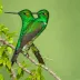 Cuban Emerald
