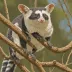 Central greater glider