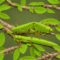 Coffee Locust (Aularches miliaris)