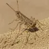 Common Pygmy Grasshopper (Tetrix undulata)