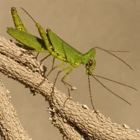 Common Long-headed Grasshopper (Acrida turrita)