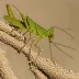 Common Long-headed Grasshopper (Acrida turrita)