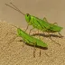 Common Bladder Grasshopper (Bullacris unicolor)