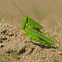 Club-legged Grasshopper (Gomphocerus rufus)