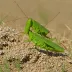 Club-legged Grasshopper (Gomphocerus rufus)