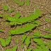 Common Gumleaf Grasshopper (Goniaea opomaloides)