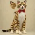 Cat Stage Puppet 2850