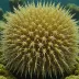 Ctenocidaris spinosa