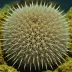 Caenocentrotus gibbosus