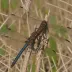 Chalk-fronted Corporal