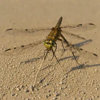 Common Sanddragon