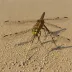 Common Sanddragon