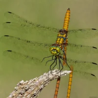 Cyrano Darner