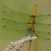 Cyrano Darner