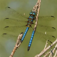 Canada Darner