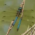 Canada Darner