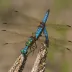 California Darner