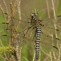 Common Hawker
