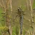 Common Hawker
