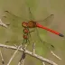 Cherry-faced Meadowhawk