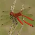 Cardinal Meadowhawk