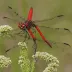 Crimson-ringed Whiteface