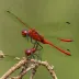 Crimson Dropwing