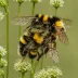 Cullem's Bumblebee (Bombus cullumanus)