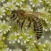 Coastal Leafcutter Bee (Megachile coquilletti)