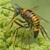 Cuckoo Sweat Bee (Sphecodes monilicornis)