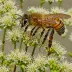 Cape Honey Bee (Apis mellifera capensis)