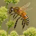 Carniolan Honey Bee (Apis mellifera carnica)
