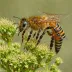 Caucasian Honey Bee (Apis mellifera caucasica)