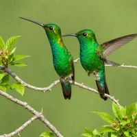 Chiribiquete Emerald