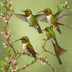 Coppery Thorntail
