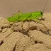 Collared Grasshopper (Tropidacris collaris)
